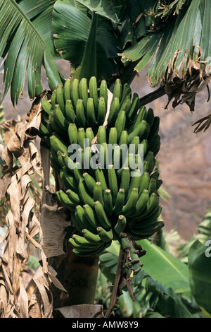 Banane (Musa x paradisiaca) Stockfoto