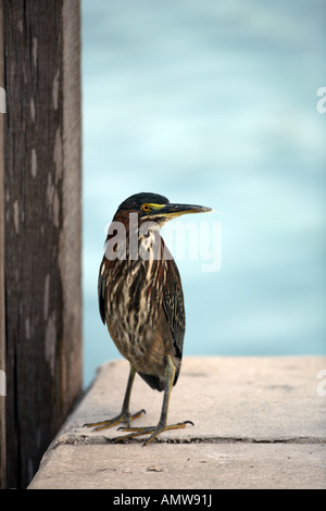 Grün Heron Florida auf einem deck Stockfoto