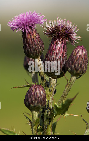 Schleichende Distel Cirsium arvense Stockfoto
