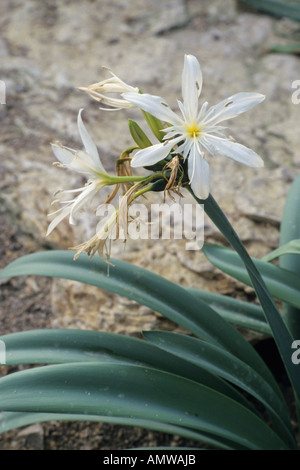 Meer Narzisse (pancratium illyricum) Stockfoto