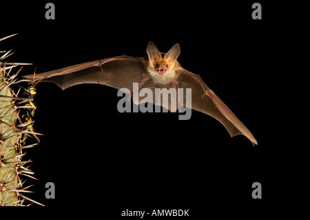 Bleiche Bat Antrozous Pallidus Arizona USA Stockfoto