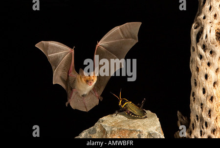 Bleiche Bat Antrozous Pallidus Arizona USA Stockfoto