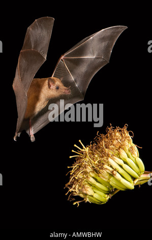 Mexikanische lang genutet Bat Choeronycteris Mexicana Amado Arizona USA Stockfoto