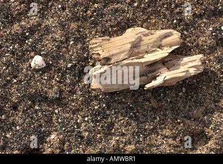 Treibholz im sand Stockfoto