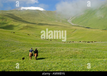 Grass-Land mit Vieh und Fahrer in der Nähe von Drujba Berg (4200 m), Kirgisistan Stockfoto