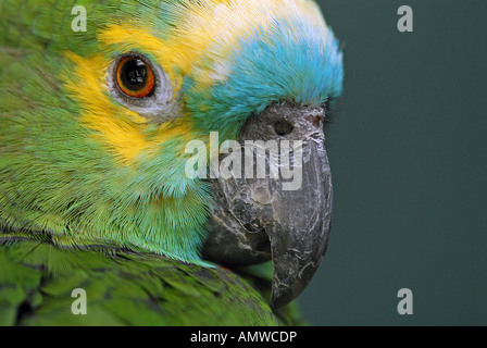 Blau-fronted Amazon - Porträt / Amazona Aestiva Stockfoto