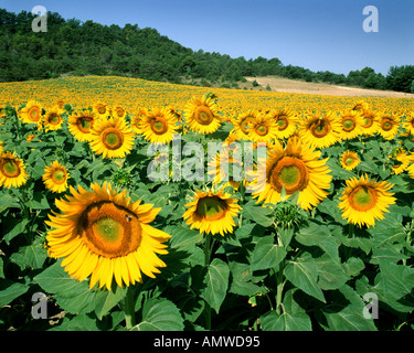 FR - PLATEAU DE VAUCLUSE: Feld von Sonnenblumen Stockfoto