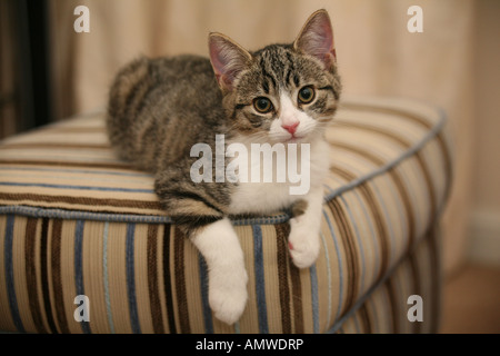 Ein Tabby Kitten männlich in 9 Wochen alt liegend Blick in die Kamera Stockfoto
