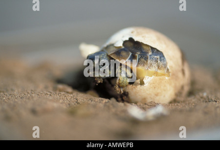 Schraffur Hermann Schildkröte (Testudo Hermanni) Stockfoto