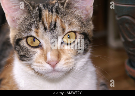 Calico Katze Gesicht Stockfoto