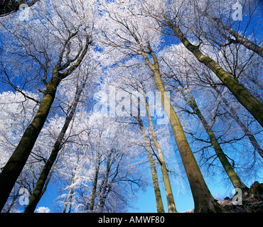 Buche Bäume, Minnnowburn, Belfast, Nordirland Stockfoto