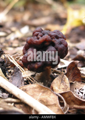 Falsche Morel Pilz, Gyromitra Esculenta Stockfoto