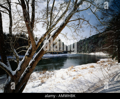 Eine Platane im Winter entlang Clarion River im Cook Forest State Park, Wald County, Pennsylvania, USA Stockfoto