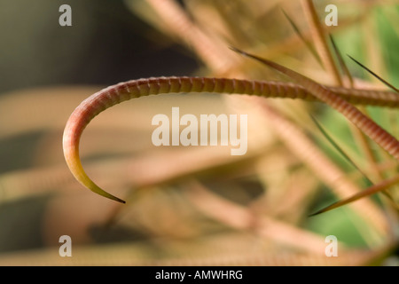 Angelhaken Barrel Kakteen Ferocactus Wislizeni in der Nähe von Tucson Arizona Stockfoto