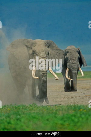 Afrikanische Elefanten Ngorongoro Krater Tansania Stockfoto