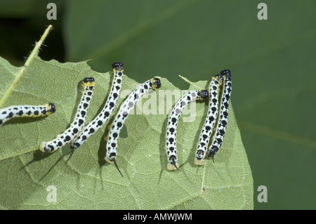 Catalpa Sphinx Motte Raupen Essen ein Capalpa Baum Blatt. Stockfoto