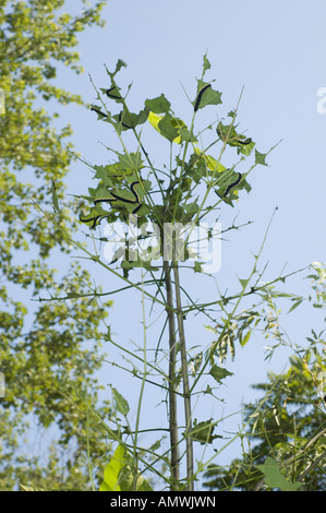 Ein nördliche Catalpa-Baum ist von Catalpa Sphinx Moth (Ceratomia Catalpae) Raupen entlaubt. Stockfoto