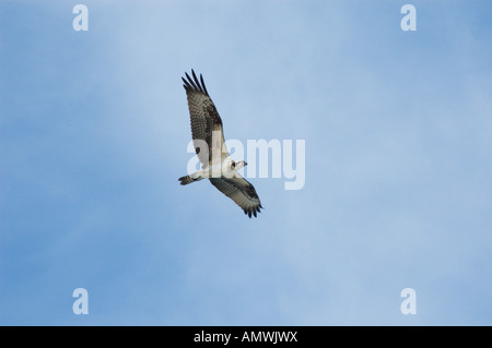 Fischadler im Flug Pandion haliaetus Stockfoto