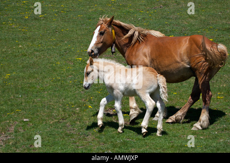 Pferd und Fohlen bei Port De La Bonaigua (Bonaigua Pass) auf 2.072 m in den Pyrenäen, Katalonien, Spanien, Europa. Stockfoto