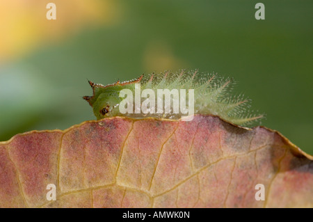 Ventrale Ansicht der gekrönten Slug Isa Textula zeigt den Kopf und Beine, die normalerweise unter den abgeflachten Körper versteckt sind. Stockfoto