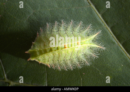 Slug-Isa-Textula auf einem grünen Blatt gekrönt. Stockfoto