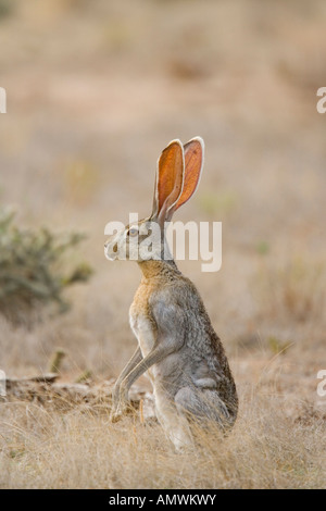 Antilope Jackrabbit Lepus Alleni Oracle Pinal County Arizona USA 23 Juli Erwachsenen Leporidae Stockfoto