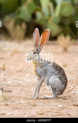 Antilope Jackrabbit Lepus Alleni Oracle Pinal County Arizona USA 23 Juli Erwachsenen Leporidae Stockfoto