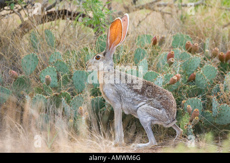 Antilope Jackrabbit Lepus Alleni Oracle Pinal County Arizona USA 23 Juli Erwachsenen Leporidae Stockfoto