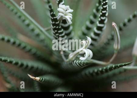 Zebra-Pflanze (Haworthia Fasciata, Haworthia Attenuata), Blumen Stockfoto