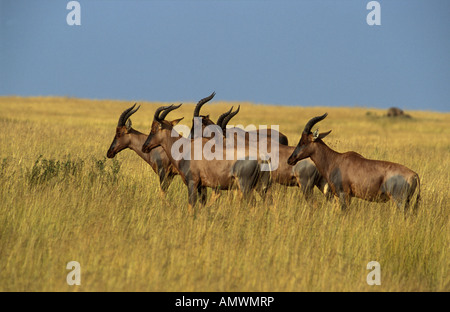 Eine kleine Herde von Topi (Damaliscus Lunatus) in gelben Grases abgewandt von der Kamera Stockfoto