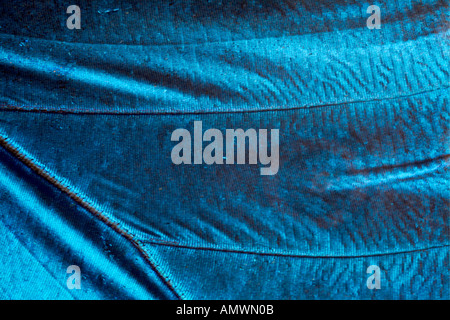 BLUE MORPHO Schmetterling Morpho sp tropischen Regenwäldern Südamerikas Stockfoto