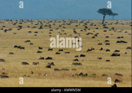 Große verstreuten Herden von Gnus und Zebras auf die Mara Plains während der jährlichen migration Stockfoto