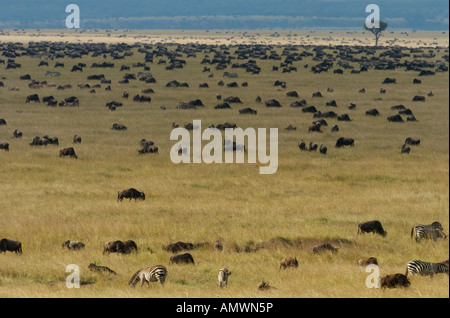 Große verstreuten Herden von Gnus und Zebras auf die Mara Plains während der jährlichen migration Stockfoto