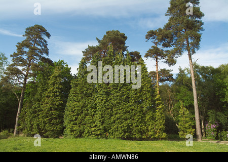 Sehr hohe Hecke LEYLAND Zypresse Cupressus Leylandii England Stockfoto