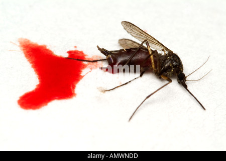 TOTE Mücken Culex sp nach dem Blut saugen Stockfoto