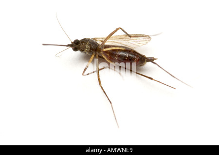 TOTE Mücken Culex sp nach dem Blut saugen Stockfoto