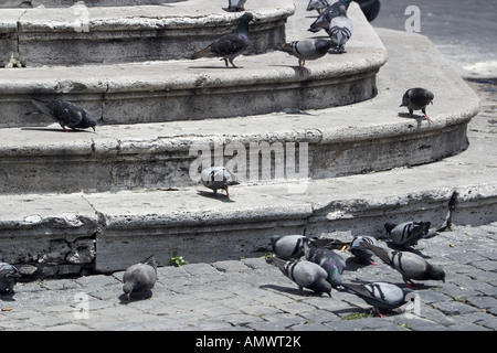 Tauben und Tauben (ONCFS), auf Treppen, Italien, Rom Stockfoto