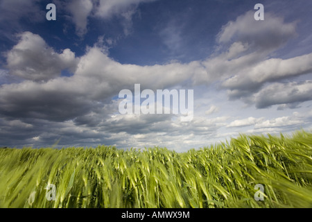 Gerste (Hordeum Vulgare), Getreidefeld mit bewölktem Himmel, Deutschland, Sachsen Stockfoto