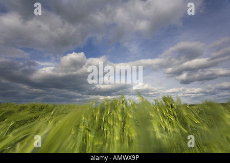 Gerste (Hordeum Vulgare), Getreidefeld mit bewölktem Himmel, Deutschland, Sachsen Stockfoto