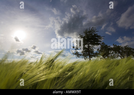 Gerste (Hordeum Vulgare), Getreidefeld mit bewölktem Himmel, Deutschland, Sachsen Stockfoto