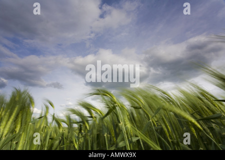 Gerste (Hordeum Vulgare), Getreidefeld mit bewölktem Himmel, Deutschland, Sachsen Stockfoto