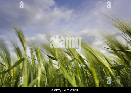 Gerste (Hordeum Vulgare), Getreidefeld mit bewölktem Himmel, Deutschland, Sachsen Stockfoto