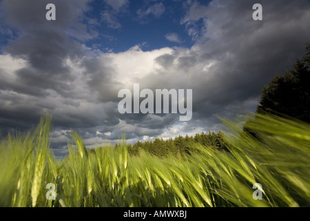 Gerste (Hordeum Vulgare), Getreidefeld mit bewölktem Himmel, Deutschland, Sachsen Stockfoto