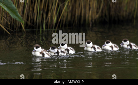 gemeinsamen Brandgans (Tadorna Tadorna), Schwimmen Küken, Niederlande, Friesland Stockfoto