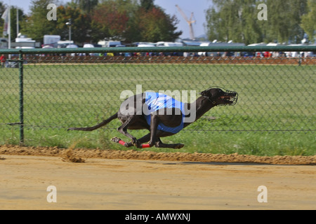 Whippet (Canis Lupus F. Familiaris), Windhundrennen Stockfoto