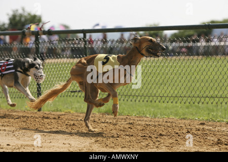 Whippet (Canis Lupus F. Familiaris), Windhundrennen Stockfoto