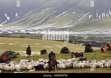 Schaf aufrunden von Landmannalaugar Island Stockfoto