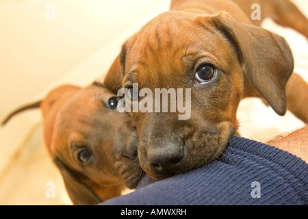 Rhodesian Ridgeback (Canis Lupus F. Familiaris), zwei Welpen Stockfoto