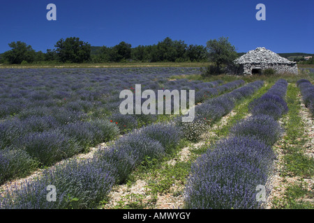 Lavendel (Lavandula Angustifolia), Feld, Blüte, Frankreich, Provence, Vaucluse Stockfoto