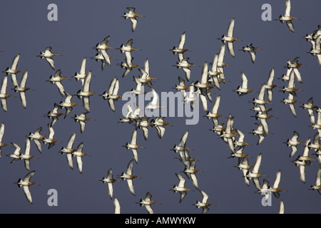 Uferschnepfe (Limosa Limosa) fliegen Herde, Niederlande, Gelderland Stockfoto